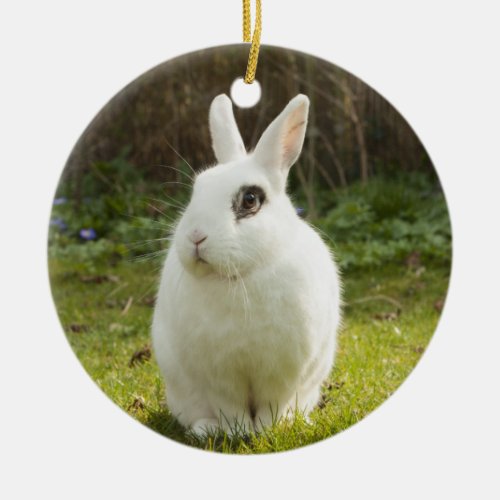 White Dwarf Hotot Bunny Rabbit Ceramic Ornament