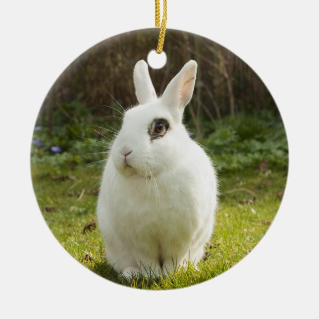 White Dwarf Hotot Bunny Rabbit Ceramic Ornament (Front)