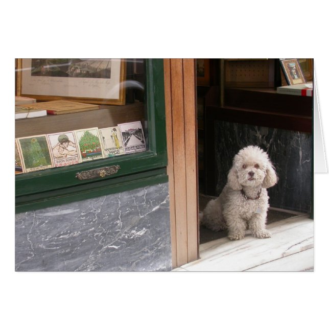 White Dwarf Poodle Cards (Front Horizontal)