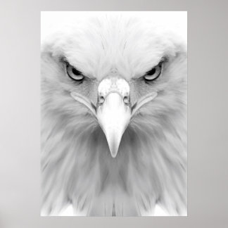 White eagle poster