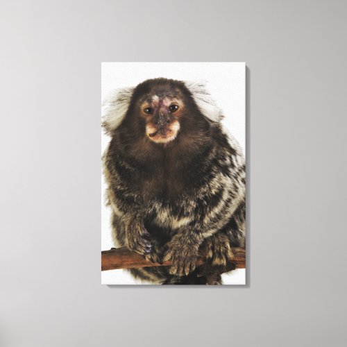 White eared Marmoset on branch close up studio Canvas Print