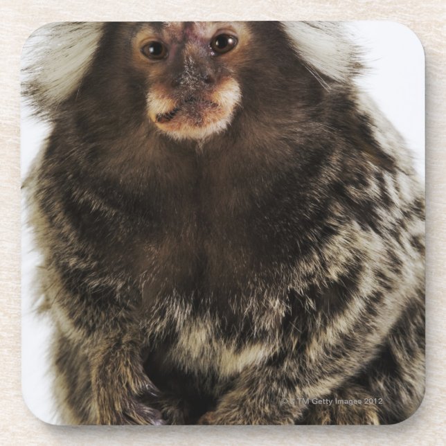 White eared Marmoset on branch, close up, studio Drink Coaster (Front)