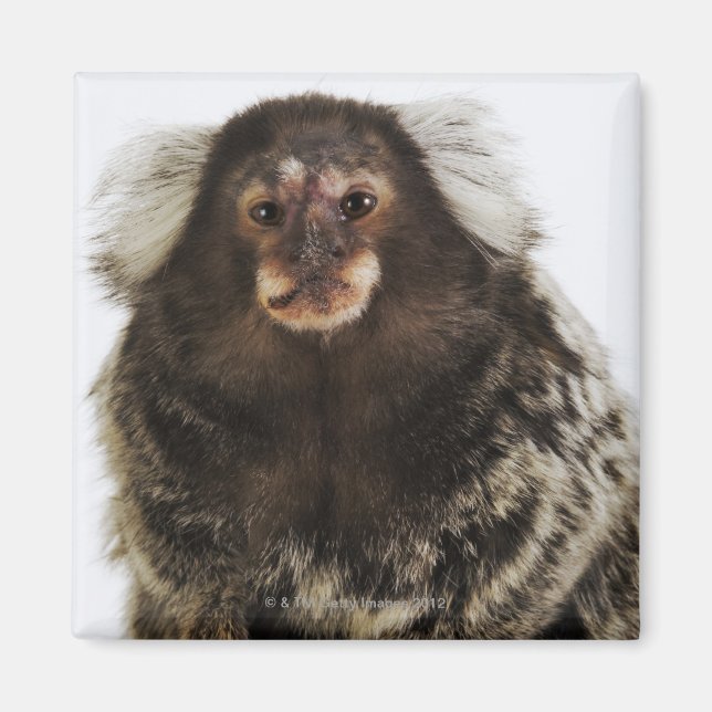White eared Marmoset on branch, close up, studio Magnet (Front)