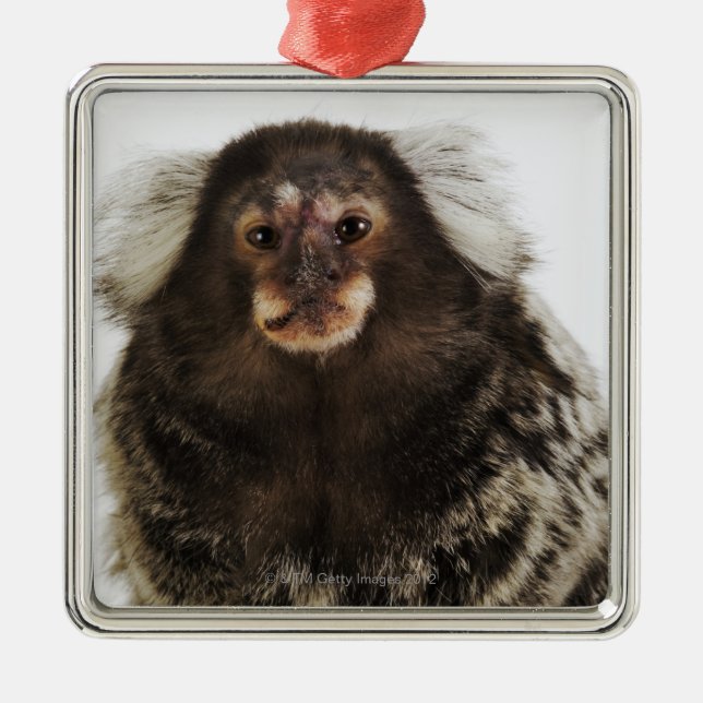 White eared Marmoset on branch, close up, studio Metal Ornament (Front)