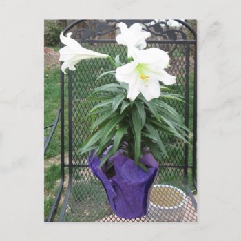 White Easter Lily Postcard by Rinchen365flower at Zazzle