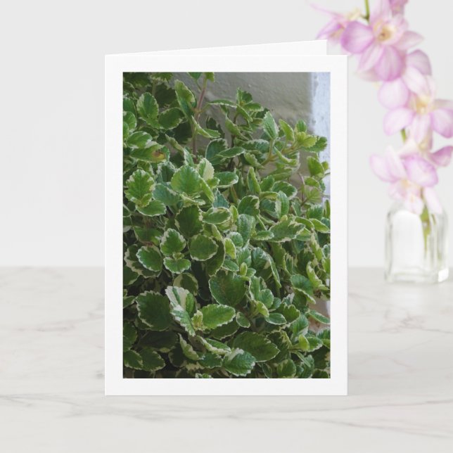 White-Edged Swedish Ivy, Spurflower Card (Orchid)