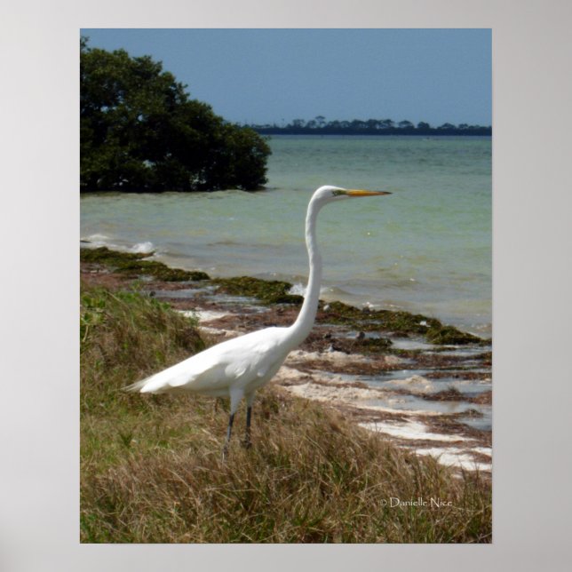 White Egret 2 Poster (Front)
