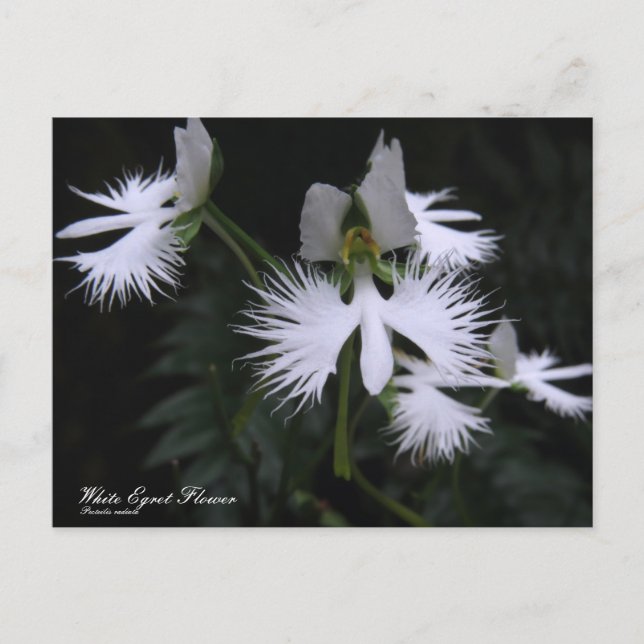 White Egret Flower Postcard (Front)