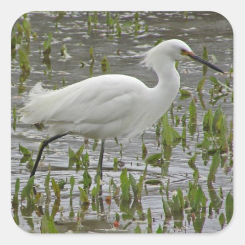 White Egret Photo Water Greens Wading Bird Square Sticker