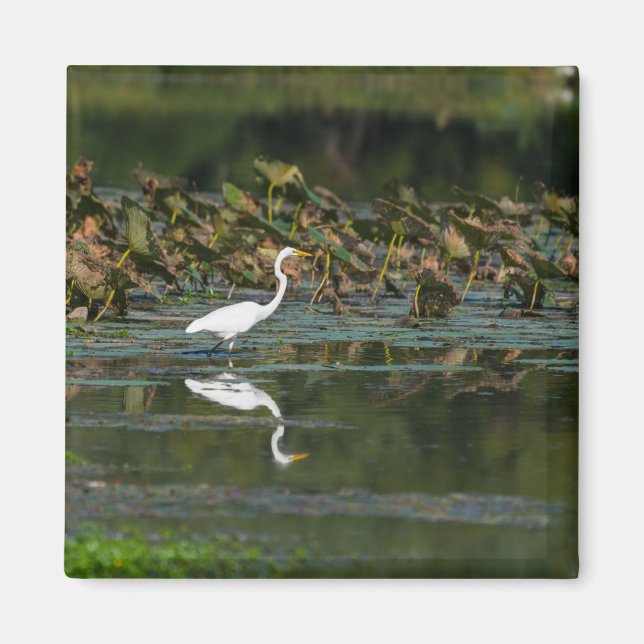 White Egret Reflection Magnet (Front)