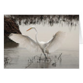 White Egret, Wings Spread, Lake, Misty (Front Horizontal)