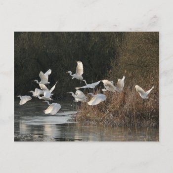 White Egrets Postcard by Lykeion at Zazzle