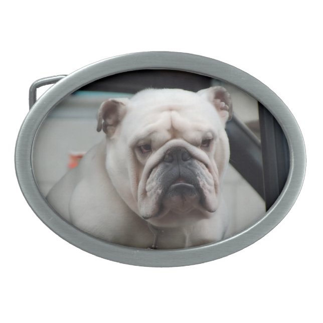 White English Bulldog Dog Belt Buckle (Front)