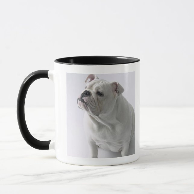White English Bulldog sitting in studio, Mug (Left)