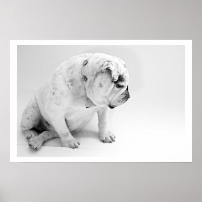 White English Bulldog Sitting Poster (Front)