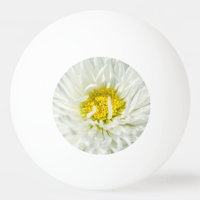 White English Daisy Flower Ping Pong Ball (Front)