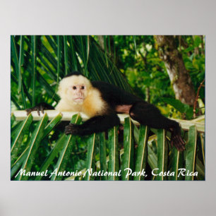 White Face Monkey Costa Rica Poster