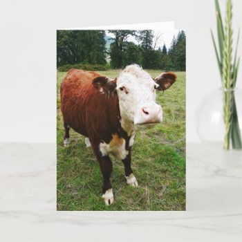White Faced Beef Cow Card by CountryCorner at Zazzle