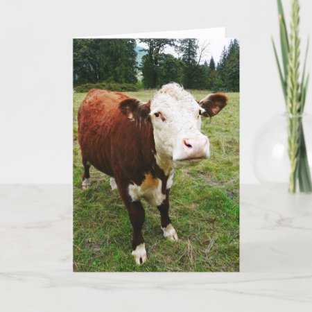 White Faced Beef Cow Card