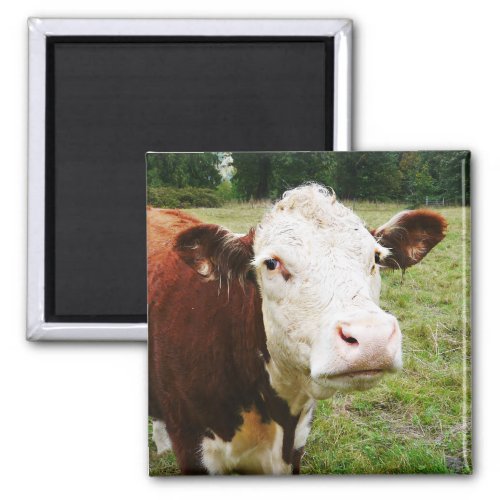 White Faced Beef Cow Magnet
