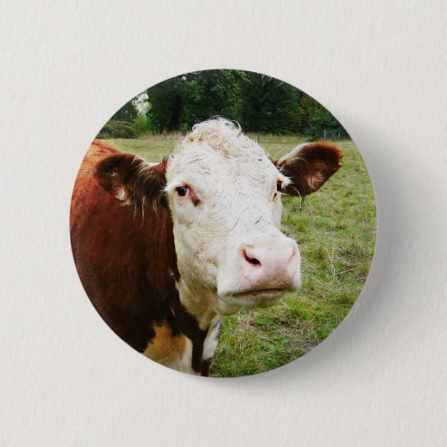 White Faced Beef Cow Pinback Button (Front)