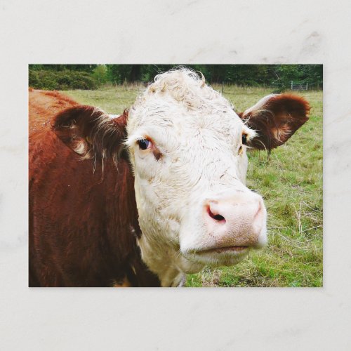 White Faced Beef Cow Postcard