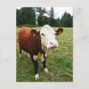 White Faced Beef Cow Postcard