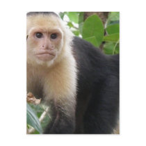 White Faced Capuccin Monkey Postcard