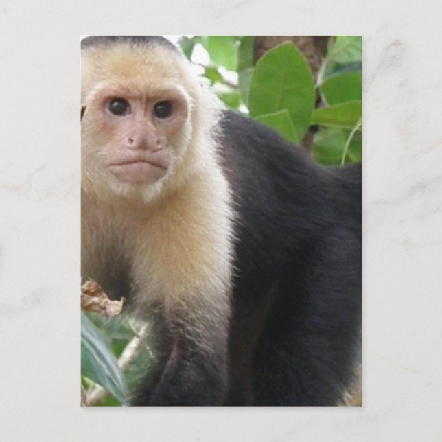 White Faced Capuccin Monkey Postcard (Front)