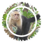 White Faced Capuccin Monkey Stickers