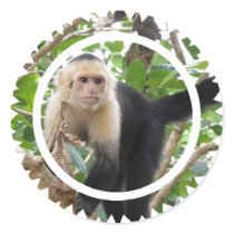 White Faced Capuccin Monkey Stickers