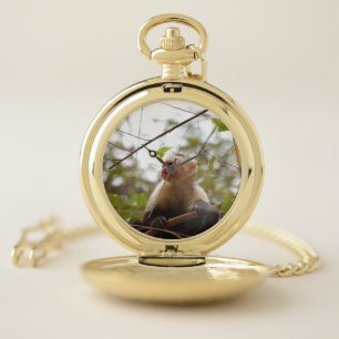 White Faced Capuchin, Curious Monkey Pocket Watch