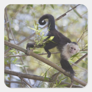 White-Faced Capuchin, Guanacaste, Costa Rica Square Sticker