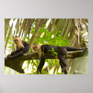 White Faced Capuchin Monkeys in Costa Rica Poster