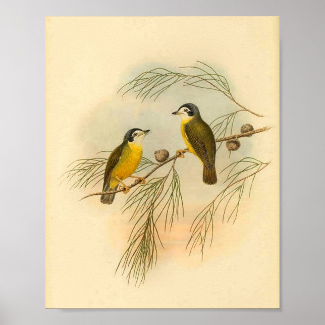 White Faced Flycatcher Yellow Bird Vintage Print (Front)