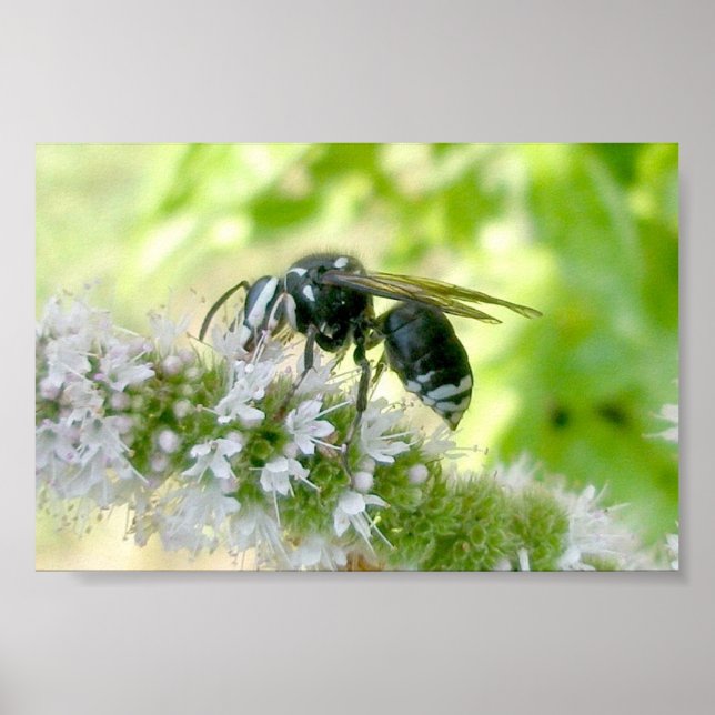 White-Faced Hornet Portrait-Size Print (Front)
