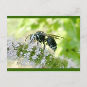 White-Faced Hornet Postcard