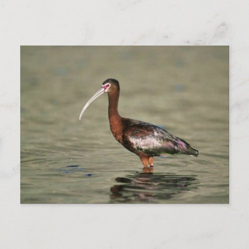 White_faced ibis postcard