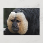 White Faced Saki Monkey Postcard