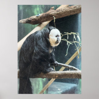 White-faced Saki Monkey Poster