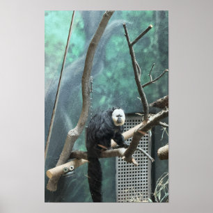 White-faced Saki Monkey Poster