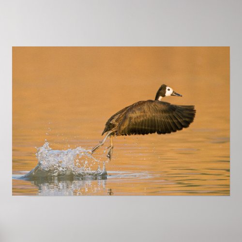 White_Faced Whistling Duck Dendrocygna Viduata Poster