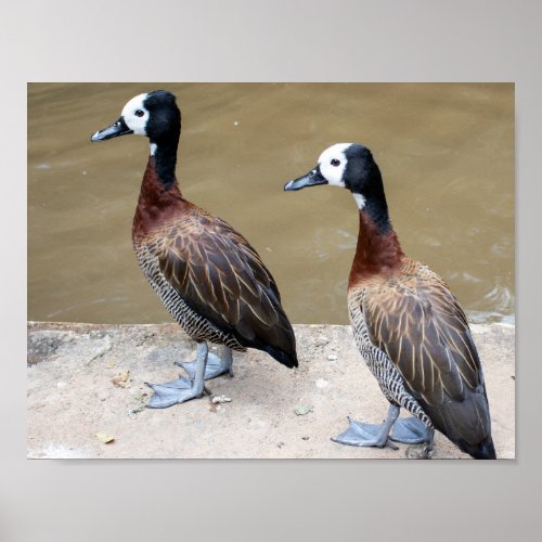 White_faced whistling duck poster