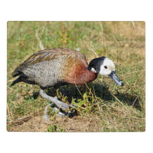 White-faced whistling duck walking on grass jigsaw puzzle