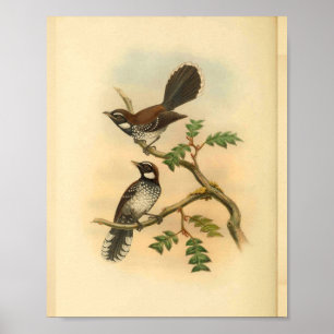 White Fantail Flycatcher Bird Vintage Print
