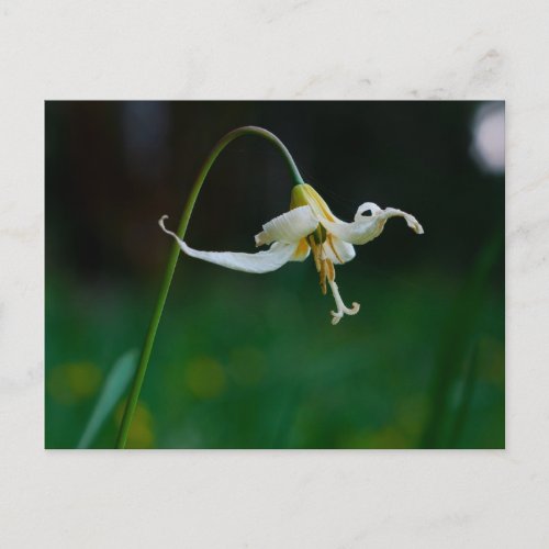White Fawn Lily 01 Postcard