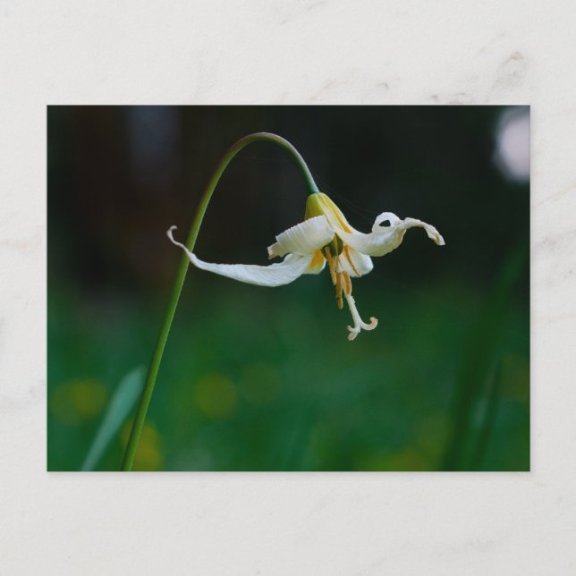 White Fawn Lily 01 Postcard (Front)