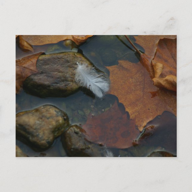 White Feather postcard (Front)