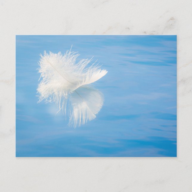 White Feather Reflects on Water | Seabeck, WA Postcard (Front)