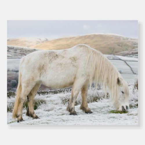 White Fell Pony on Moorland in Winter Foam Board